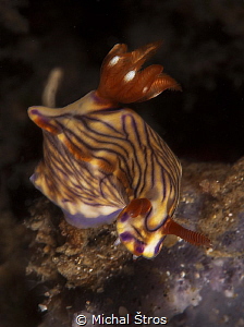 Nudi at Lembeh by Michal Štros 